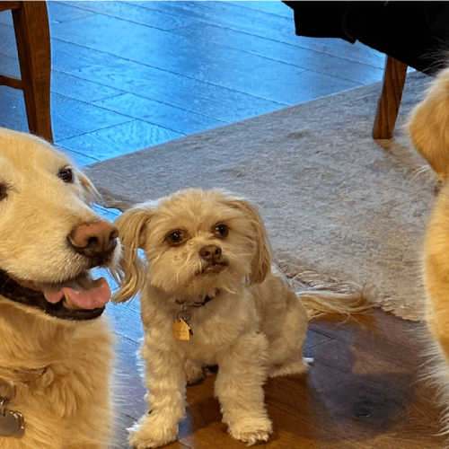 doggu-min